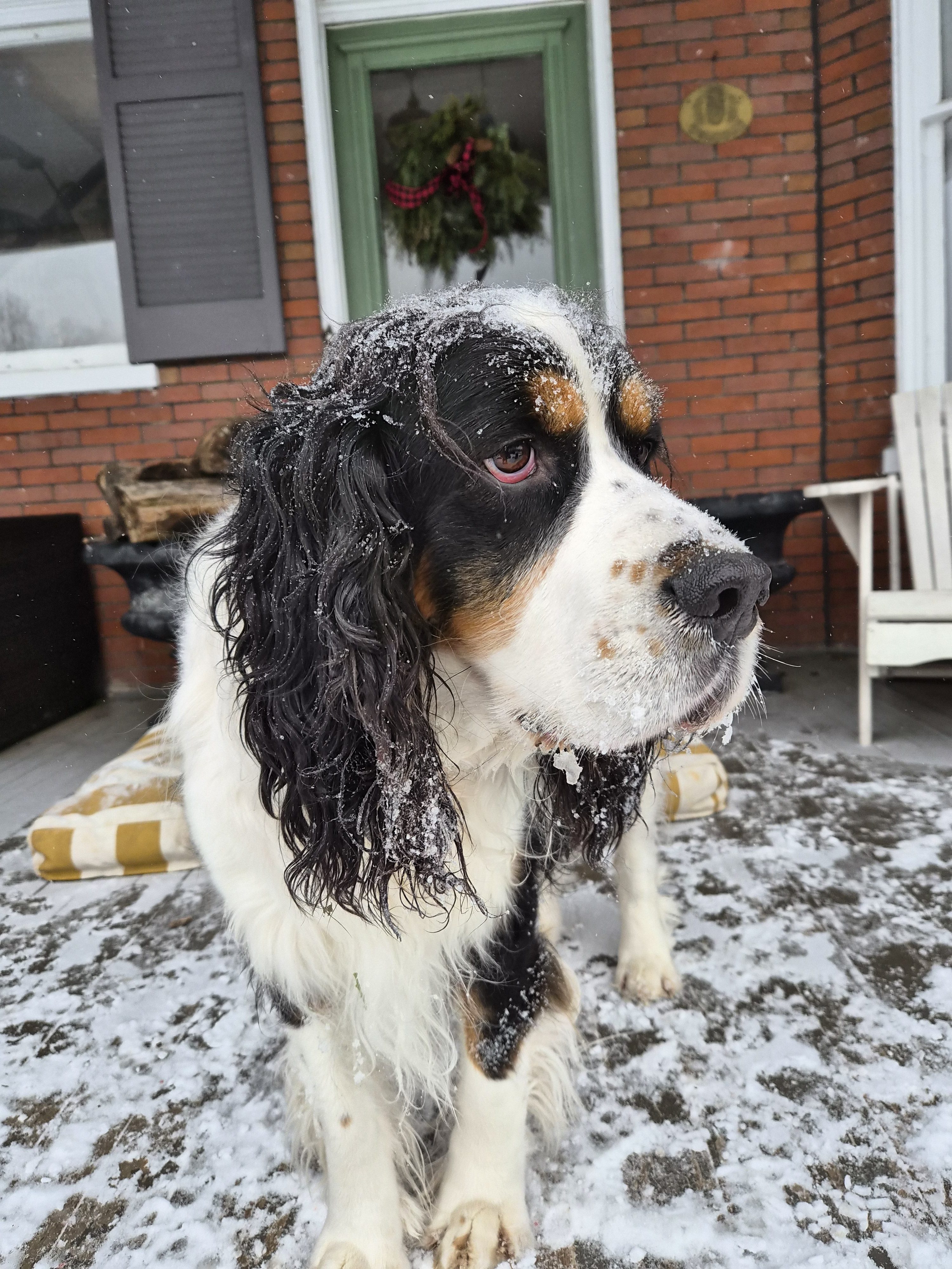 herbert the springer spaniel, herbert hoover the dog, paul richardson